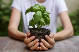 Cropped view of hands holding basil plant